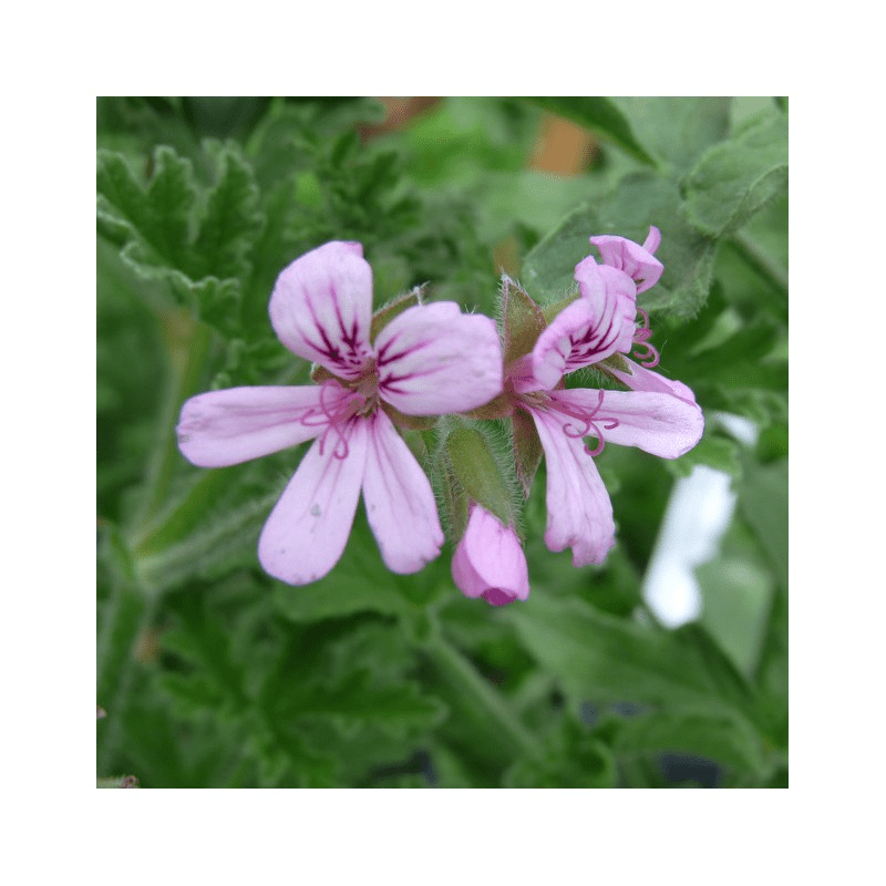 Des images de diffrentes plantes